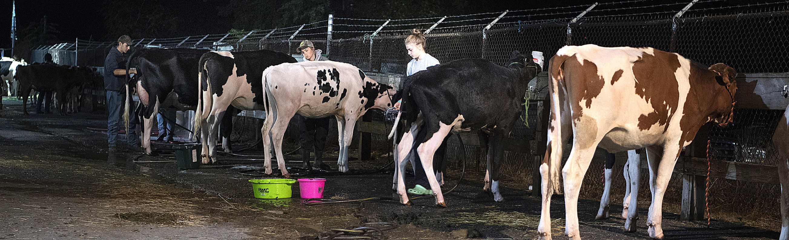 Fair Before Dawn